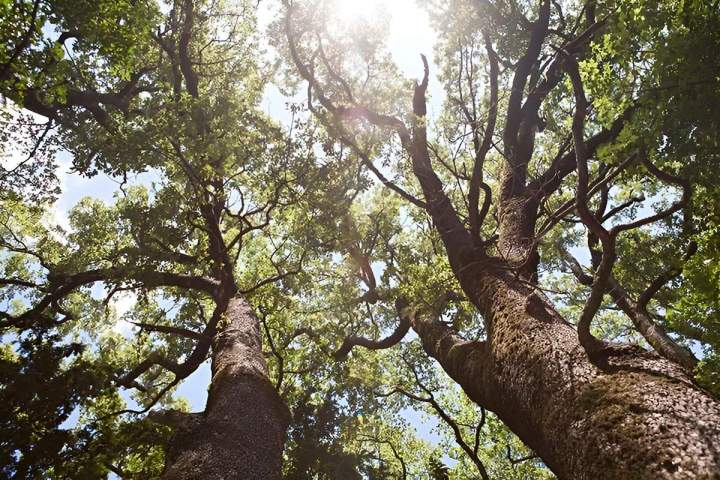 Bois de chauffage local Angers