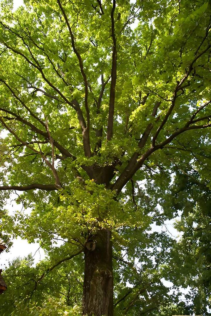 Bois de chauffage de qualité Angers