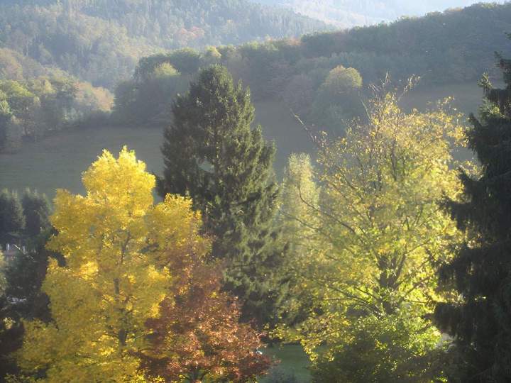 Bois de chauffage à Angers