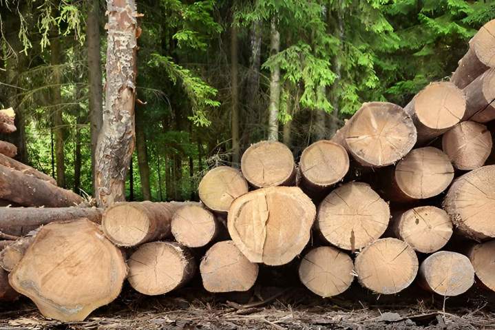 Fournisseur de bois de chêne et de charme  Angers